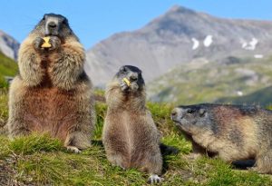 Close-up of three marmots
