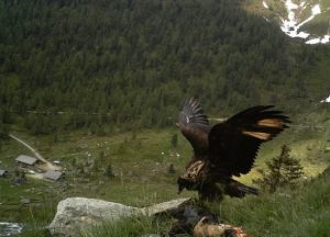 Eagle spreading its wings